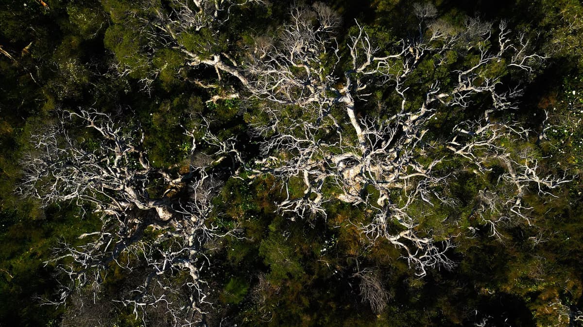 Intelligence All Around Us