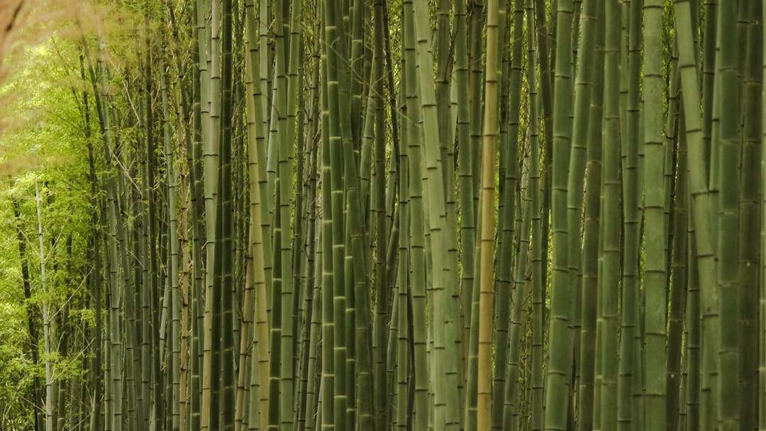 Strength Is Not in Rigidity