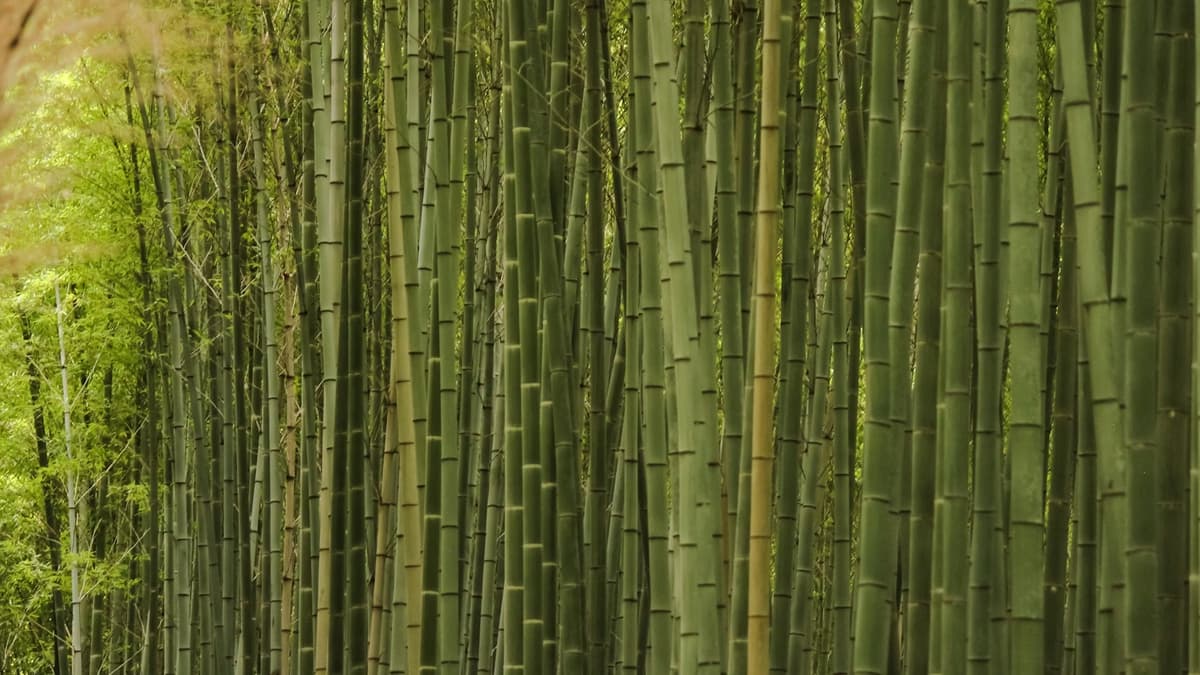 Strength Is Not in Rigidity