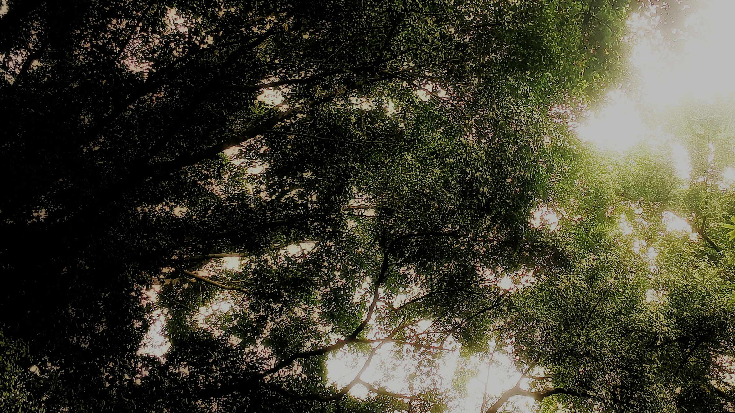 Why We Stopped Managing Projects and Started Tending Them